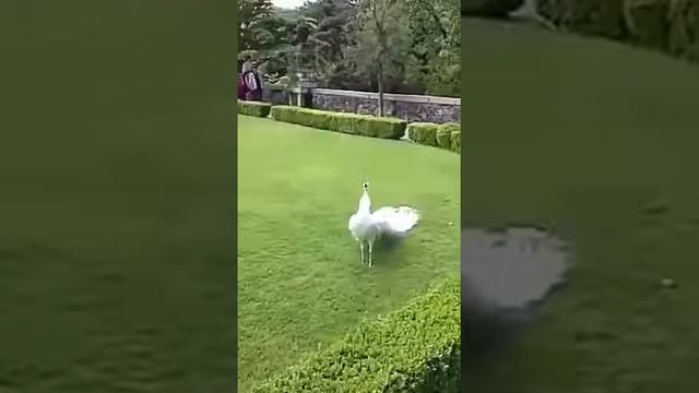 Павлин распускает крылья смотреть онлайн