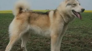 Закон Тайги. Тихо Падал Пушистый Снег