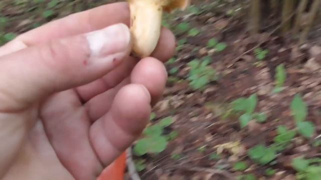 ГРИБЫ 2019. 16 ИЮНЯ. ЛИСЬЯ МОЛОДЁЖЬ ПОД НОГАМИ )) смотреть онлайн