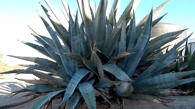 MY BIGGEST BLUE AGAVE CACTUS ARIZONA LANDSCAPING SUCCULENT XEROSCAPE смотреть онлайн