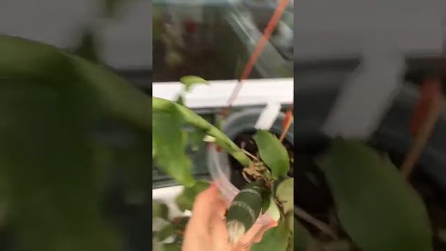 Орхидея Хизис !!! Основной уход. смотреть онлайн