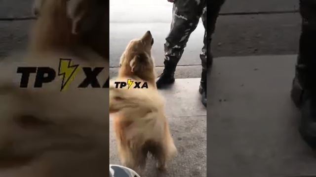 даже собаки умнее чем большинство педагогов с паРашки смотреть онлайн