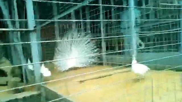 Идем в зоопарк Липецк часть 1 смотреть онлайн