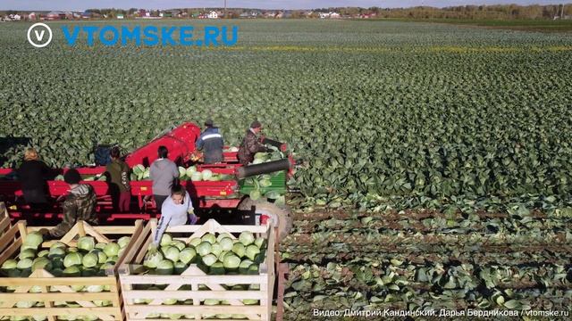 Уборка капусты в Томской области | Сбор капусты комбайном