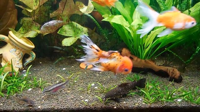 Аквариум объемом 150 литров смотреть онлайн