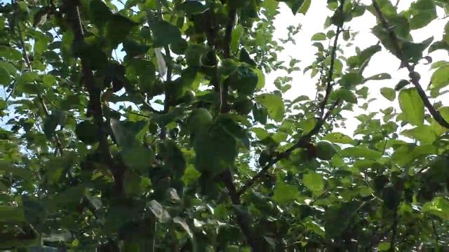 ОГУРЦОВ НЕТ🥒 ЗАТО ВСЕГДА ЕСТЬ КРОЛИКИ 🐇 смотреть онлайн