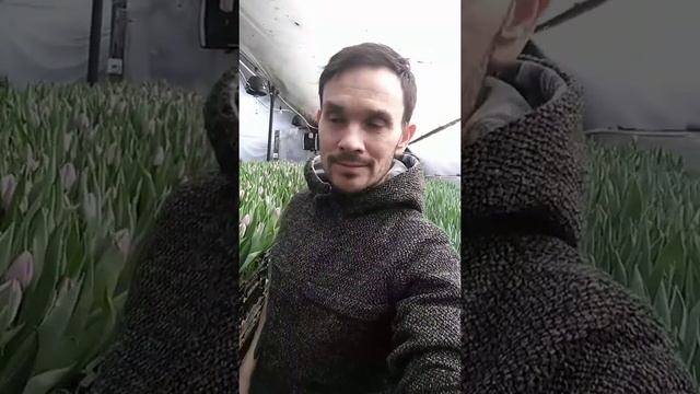Выгонка тюльпанов в Татарстане(отзыв о моей работе) смотреть онлайн