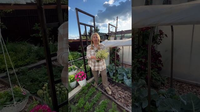 Эко-защита моркови от морковной мухи | #SemenaPartnerShorts смотреть онлайн