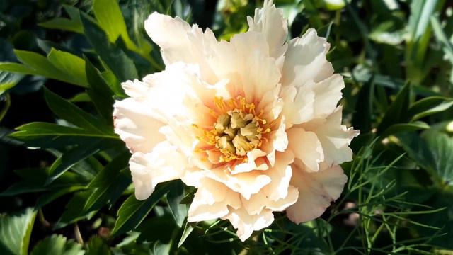 молодой пион Бартзелла.13.06.21 смотреть онлайн