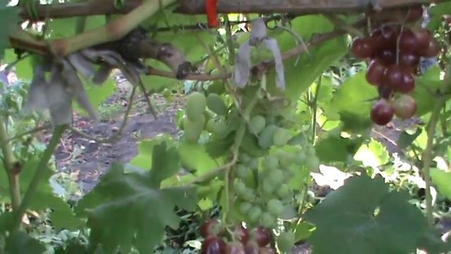 ГФ ВИНОГРАДА (РОМИНА) БУРДАК А В смотреть онлайн