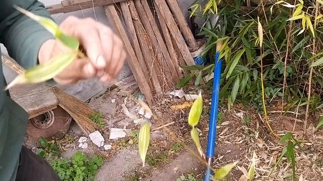 Деление бамбука смотреть онлайн