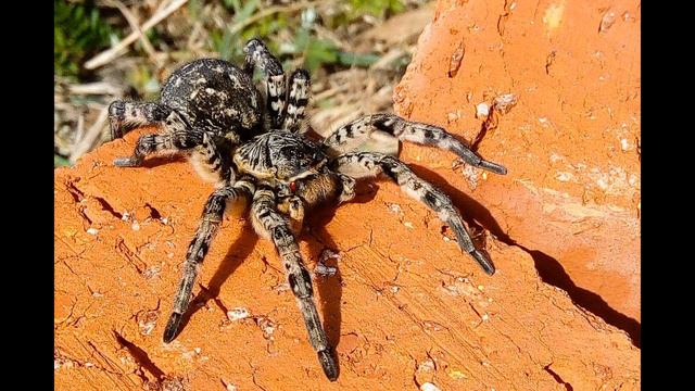 всё о тарантулах новоусмманский район переживает нашествие тарантулов