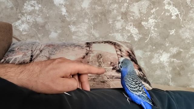 Накатали Километраж/Забавный Попугай ?/Мужики Наводят Порядок, А Я Пеку Пиццу/01.05.23 смотреть онлайн