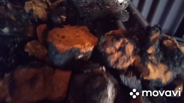 Сувель,что можно сделать.Чага 2019 год. смотреть онлайн