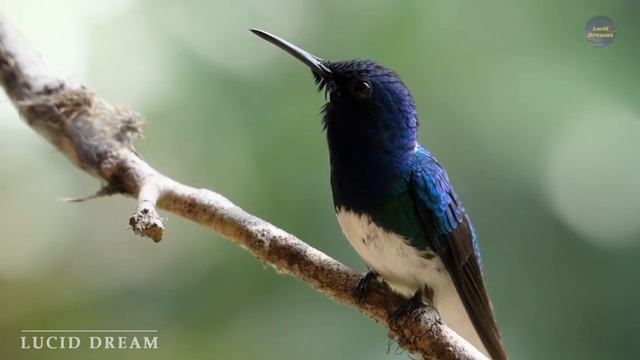 Расслабляющая спокойная музыка для учебы, работы, медитации и лечения. смотреть онлайн