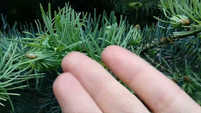 Как растет голубая ель и канадская ель. #канадскаяель #ель #ростели смотреть онлайн
