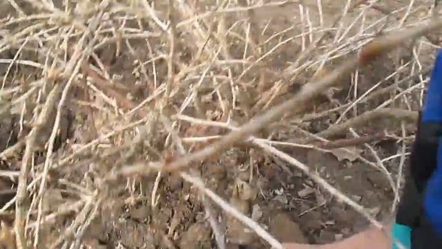 Размножение крыжовника смотреть онлайн