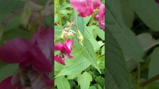 Шмель и цветы . Шмели . Как насекомые опыляют цветы . Собирают нектар . #Shorts смотреть онлайн