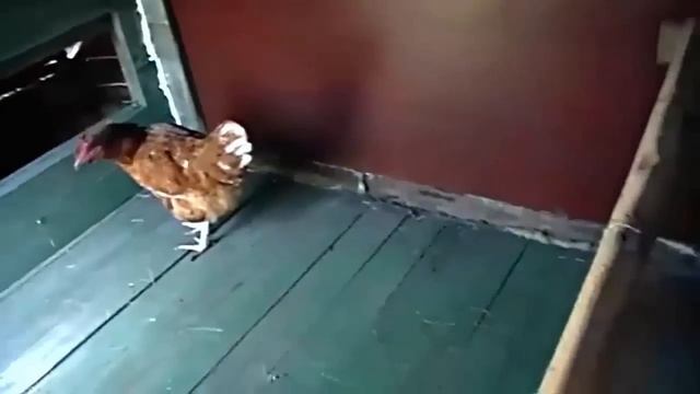 Хороший курятник своими руками[За 2 дня] смотреть онлайн