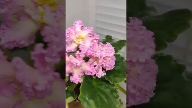 Фиалка РМ-Богиня Солнца смотреть онлайн