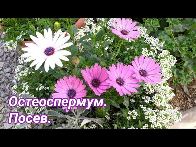 Посев остеоспермума.