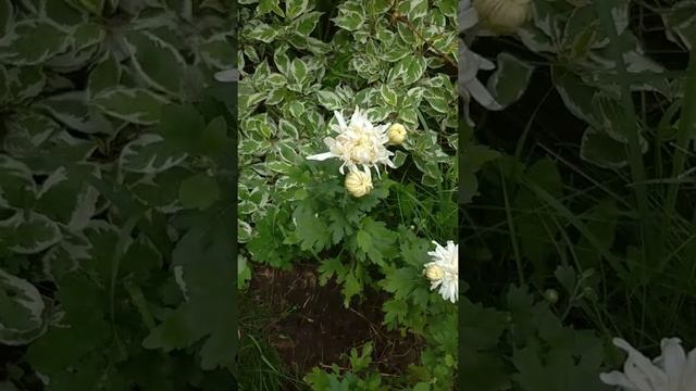 Дерен и цветущая хризантема #дача #цветы #дерен #хризантемы #flower #flowering #garden смотреть онлайн