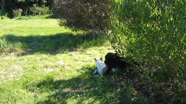 Amstaff & Alsatian playing смотреть онлайн