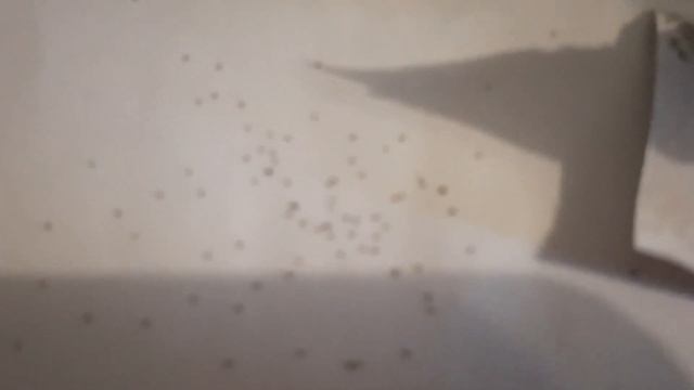 Посадка семенами однолетних, многолетних цветов на рассаду смотреть онлайн