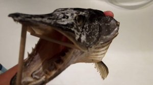 Как сделать чучело из головы щуки? Делаем чучело из щуки! Изготовление чучела из щуки своими руками