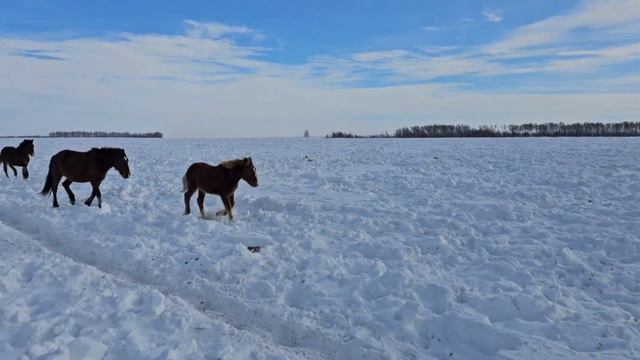 Жеребец Балхаш уехал в Балхаш. Проверка табуна после лютого (беспощадного) мороза. смотреть онлайн