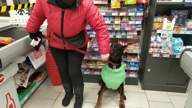 В МАГАЗИН С ДОБЕРМАНОМ | ХОЧУ ДОБЕРМАНА смотреть онлайн