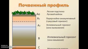 Почвы России