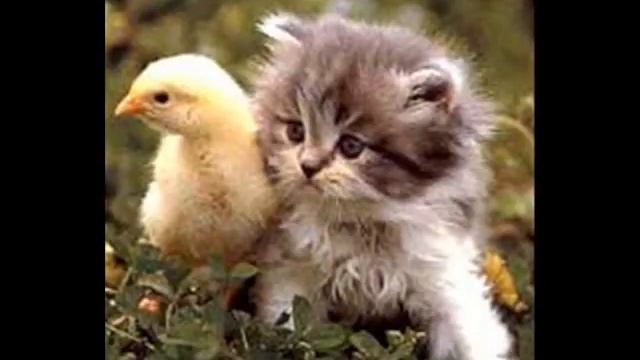 Amazing Animals vs Evanescence смотреть онлайн