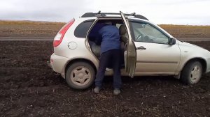 Сахарная свекла,  как КОРМ  ДЛЯ ЖИВОТНЫХ