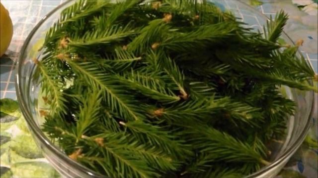 Деревья- целители: Сироп из сосновых шишек и варенье из еловых побегов на меду. смотреть онлайн