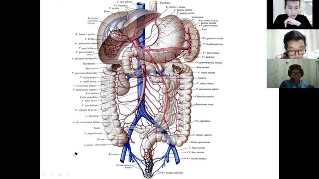 Төменгі қуыстық вена V.Cava Inferior 2-бөлім смотреть онлайн