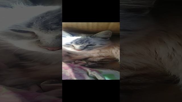 Киса готовится стать мамой 20220613 смотреть онлайн