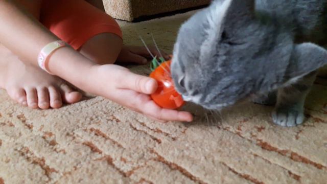 Кот ест помидор смотреть онлайн