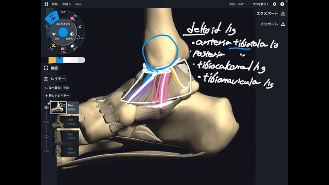 Anatomy of ligaments around ankle смотреть онлайн