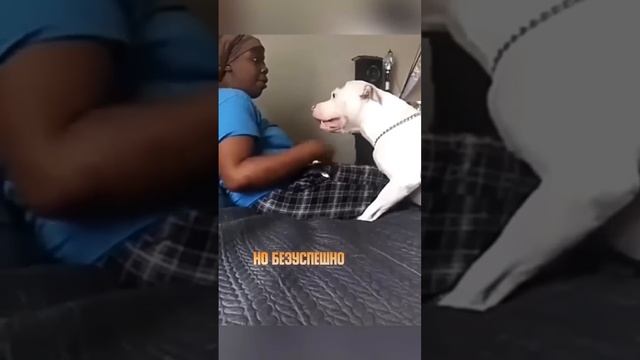 Злой питбуль пугает хозяина!! #shorts смотреть онлайн