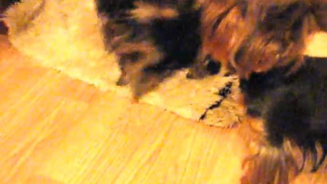 Копия видео Йорк (Девочка) смотреть онлайн