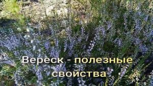 Вереск - полезные свойства.