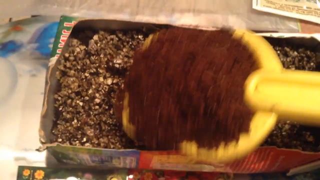 Посев Флокс друммонда март 2017 условия прорастания! смотреть онлайн