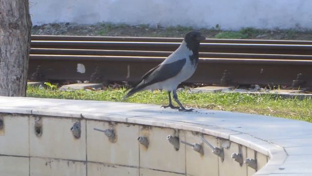 Крым, Феодосия 2020. Набережная и пляжи в начале ноября. Народу много, птицы, цветы, купальщики