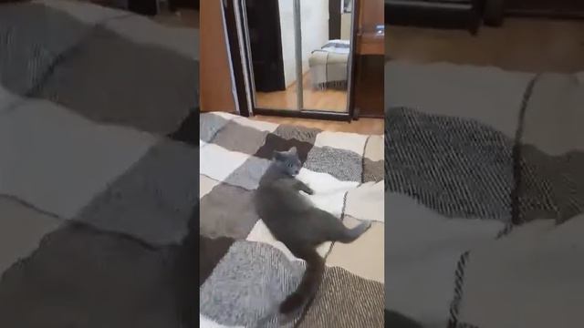 Британская кошка ловит бумажный шарик и приносит его в зубах смотреть онлайн