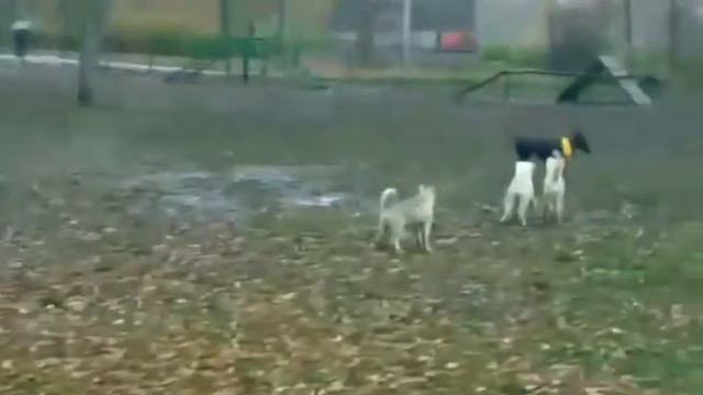 Аляскинские маламуты на Камчатке