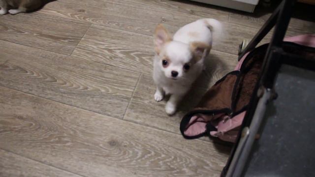 варттаво чихуахуа щенки пухли и феди 2015-11-11 смотреть онлайн