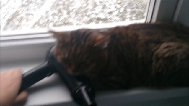 9 способов напугать кота смотреть онлайн