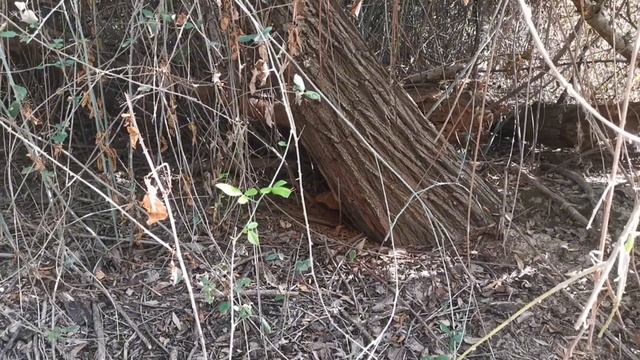 Ganoderma Applanatum смотреть онлайн