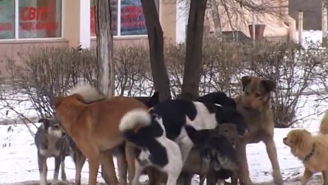 Собачья свадьба в День Св Валентина смотреть онлайн